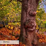 Harz Auszeit, Bergblicke, Ruhig & Besonders -2 Balkone, Jura Kaffeevollautomat, Fuer Gaeste Mit Hund Geeignet Appartement Bad Harzburg