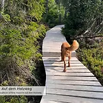 Appartement Harz Auszeit, Bergblicke, Ruhig & Besonders -2 Balkone, Jura Kaffeevollautomat, Fuer Gaeste Mit Hund Geeignet Bad Harzburg